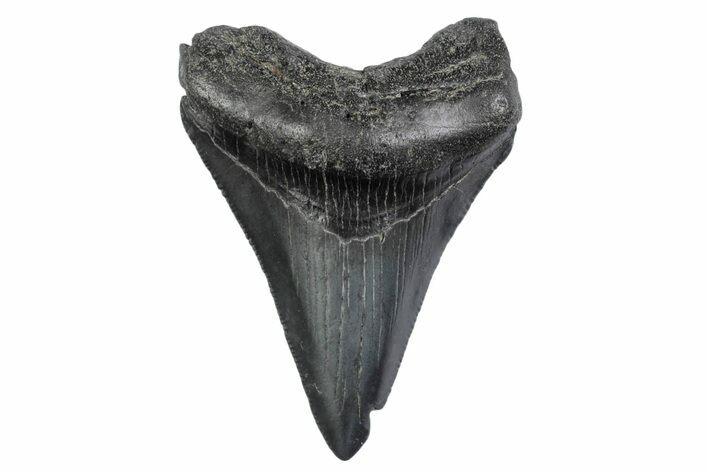 Serrated, Juvenile Megalodon Tooth - South Carolina #370434